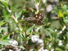 Hesperilla crypsargyra