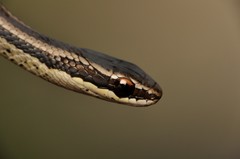 Cope's Antilles Snake photo 4