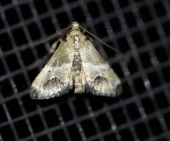 Arescoptera idiotypa