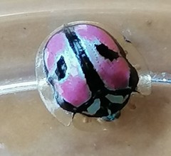 Chiridopsis boutareli