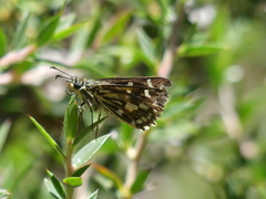 Hesperilla crypsargyra