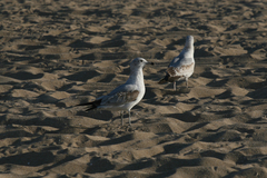Larus delawarensis