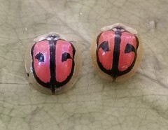 Chiridopsis boutareli