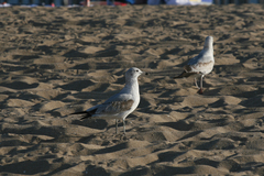 Larus delawarensis