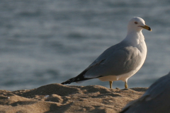 Larus delawarensis
