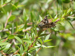 Hesperilla crypsargyra