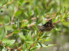 Hesperilla crypsargyra