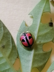 Chiridopsis boutareli