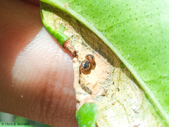 Scymnobius ecuadoricus