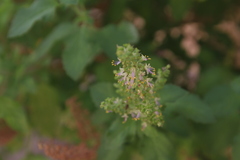 Ocimum gratissimum
