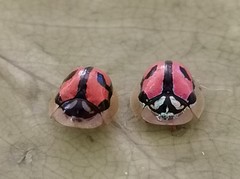 Chiridopsis boutareli