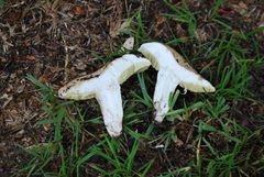 Boletus atkinsonii