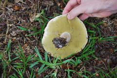 Boletus atkinsonii