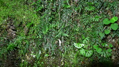 Trichomanes colensoi