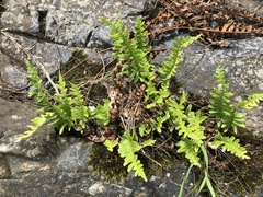 Polypodium vulgare