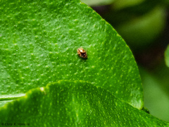 Scymnobius galapagoensis