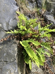 Polypodium vulgare
