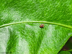 Scymnobius galapagoensis