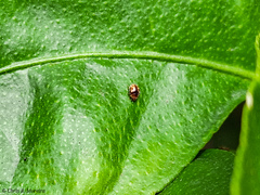 Scymnobius galapagoensis