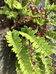 Polypodium vulgare