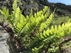 Polypodium vulgare