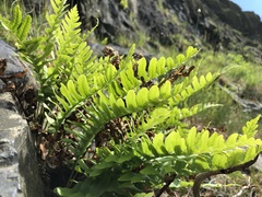 Polypodium vulgare