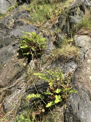 Polypodium vulgare