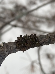 Tuckermanopsis americana