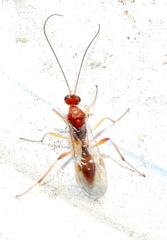 Meteorinae