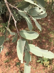 Qualea parviflora