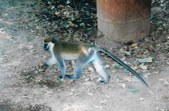 Chlorocebus aethiops