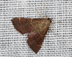 Persicoptera aglaopa