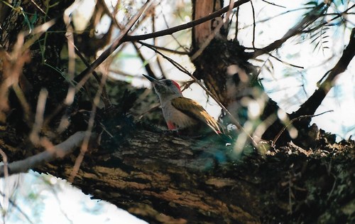 Eastern Grey Woodpecker