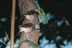 Turdoides leucopygia