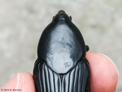 Dynamis borassi