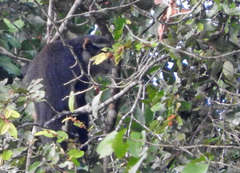 Cercopithecus wolfi wolfi