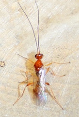 Meteorinae