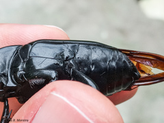 Dynamis borassi