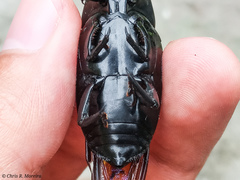 Dynamis borassi