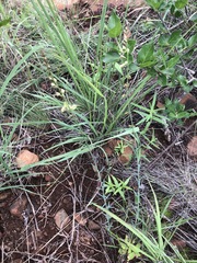 Polygala leendertziae
