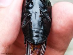 Dynamis borassi