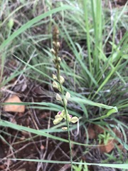 Polygala leendertziae