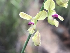 Polygala leendertziae