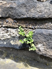 Asplenium ruta-muraria