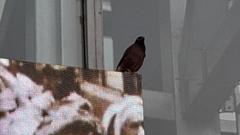 Acridotheres tristis