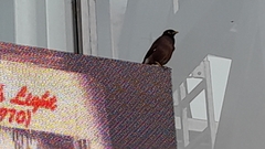 Acridotheres tristis