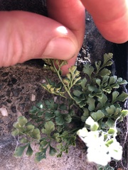 Asplenium ruta-muraria
