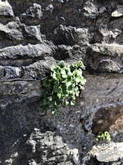 Asplenium ruta-muraria
