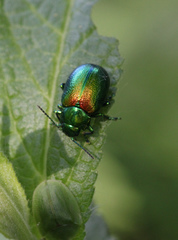 Chrysolina graminis