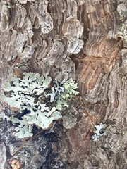 Parmeliopsis capitata